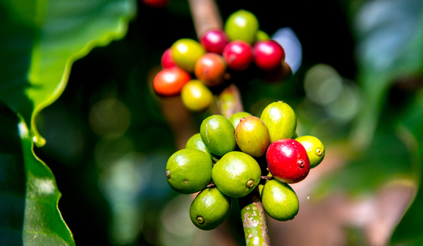 South Indian Coffee | Coffee Beans