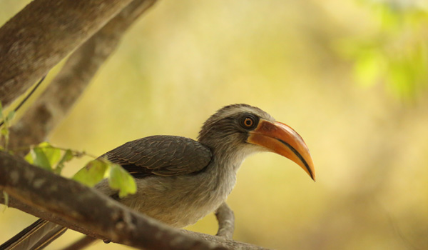 7-malabarhornbill