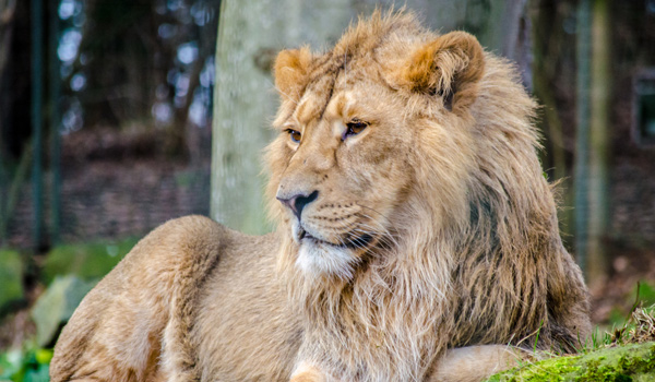 asiaticlion