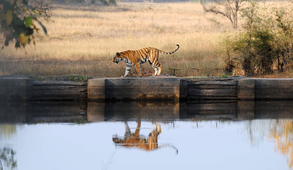 bandhavagarh-tiger-_-peter-hatch_-shutterstock