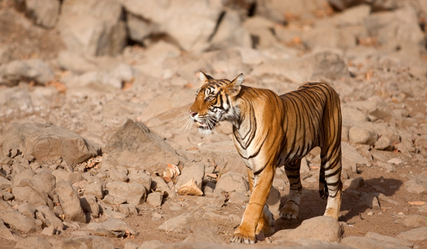 bengaltiger