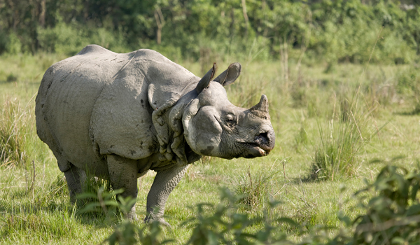 chitwannationalpark