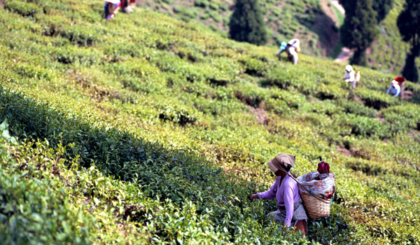 darjeeling-images_tea-pickers_credit-flickr-user-samuel-kimlicka-https___www-flickr