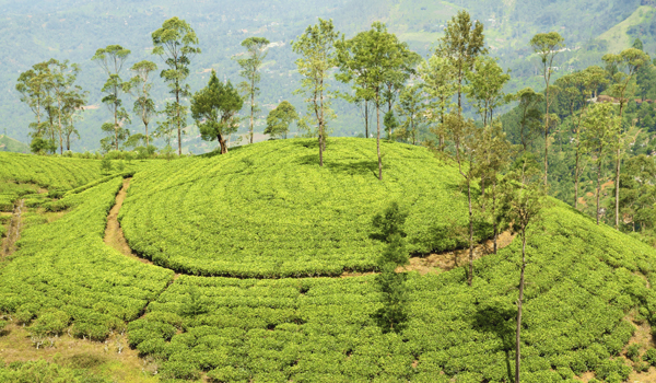 darjeeling-images_tea-plantation-hill_credit-nevarpp_istock_thinkstock-http___www-thinkstockphotos-co