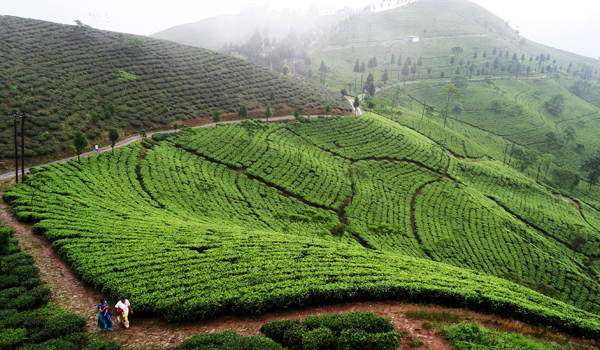 darjeeling