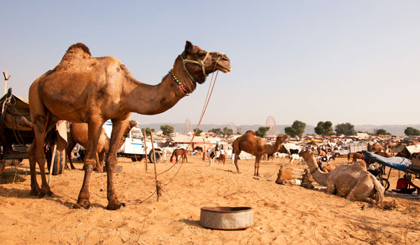 greaves_pushkar-camel-fair_pushkar-camel-fair_credit-istock_thinkstock