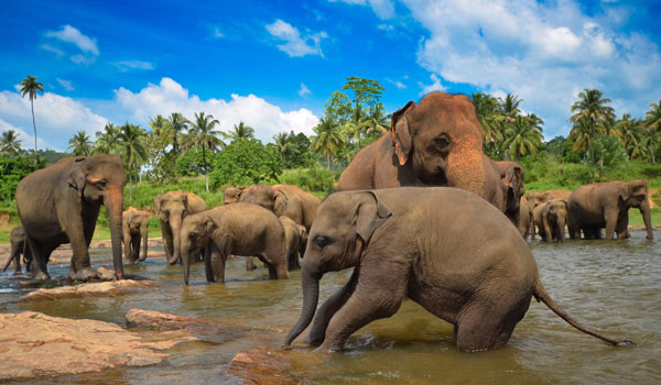 greaves_sri-lanka_elephants_credit-shutterstock-user-surangaweeratunga