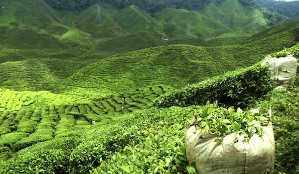 green tea plantation