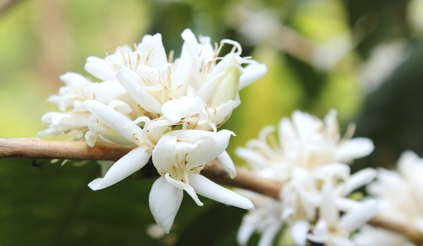 White coffee blossoms.