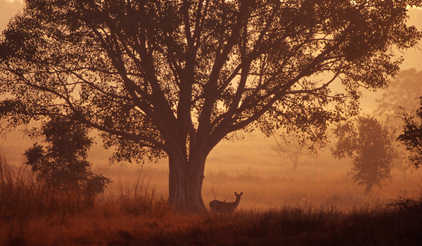 kanhanationalpark