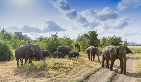 kaudallaandminneriyanationalparks