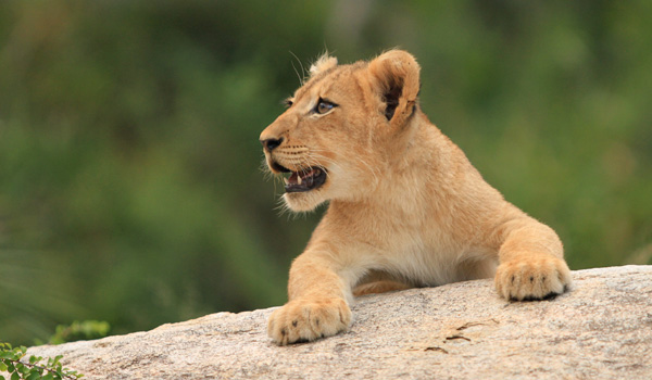 lioncub