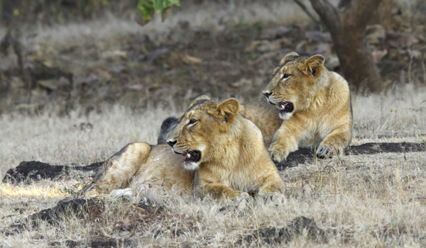 lionesses