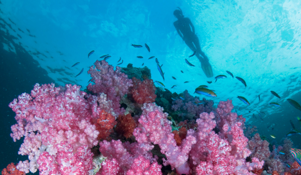 Access to "secret" dive sites is one of many reasons to book with Silolona Sojourns © Martin Strmko/iStock