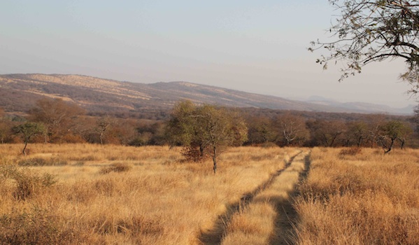 winterdrive-at-ranthambore