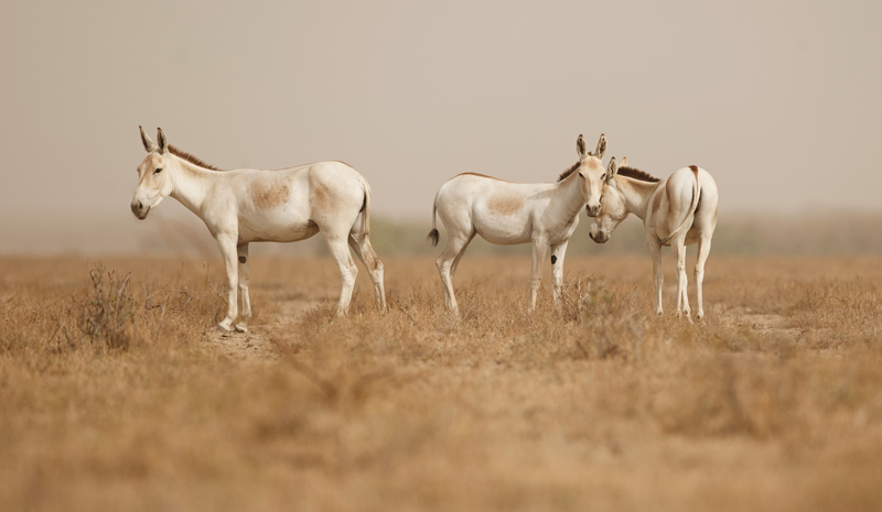 Indian Wellness | Rann Of Kutch