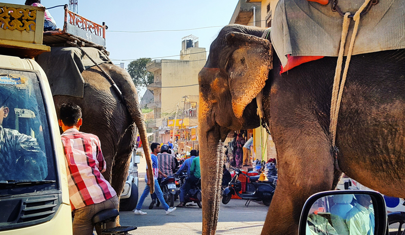 Elephant | Magic of India