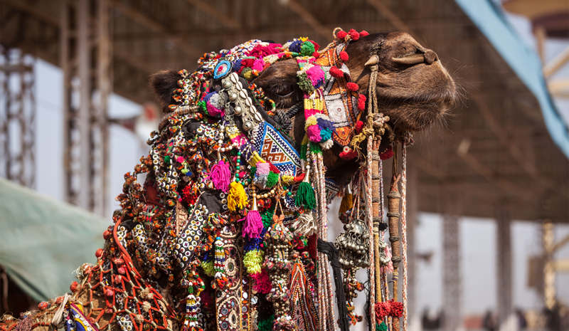 Indian Festivals | Pushkar Camel Fair