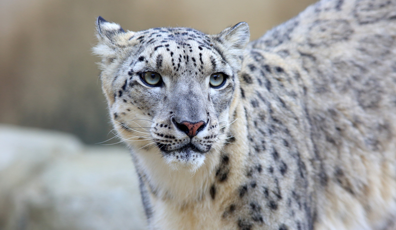 Himalayan India | Snow Leopard