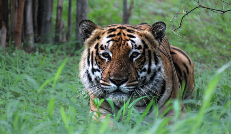 Tiger Reserves in India | Kabini