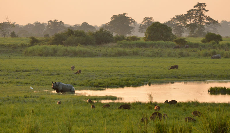 Tiger Reserves in India | Kaziranga