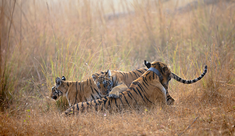 Tiger Reserves in India | Tadoba