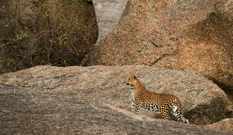 Explore Rajasthan on Foot | JAWAI