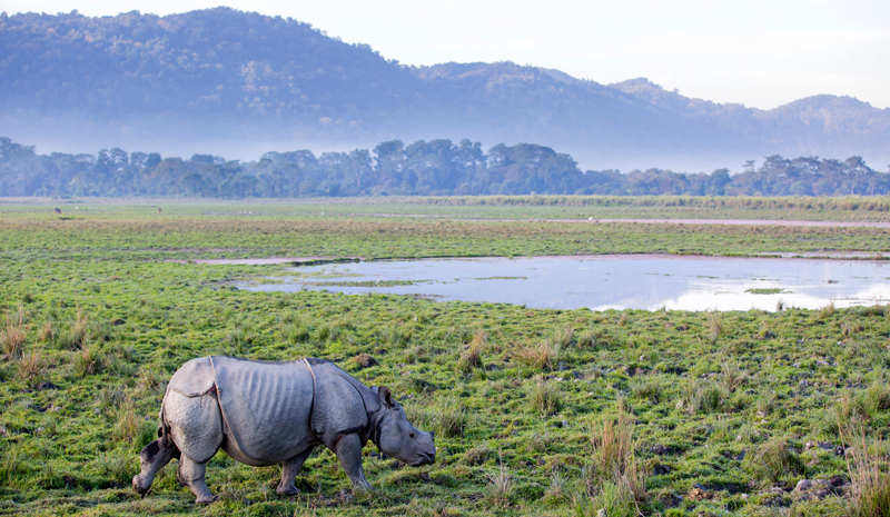 National Parks and Sanctuaries in India | Kaziranga National Park