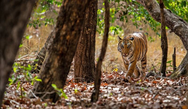 Nepal Honeymoon Tiger Safari