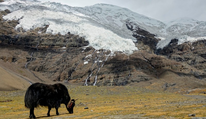 Nepal honeymoon yak mountains