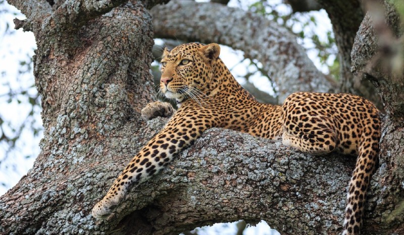 13 Indian Experiences | leopard