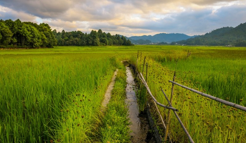 The peaks of Darjeeling are blanketed with emerald tea plantations that roll out as far as the eye can see. Pick up a basket and learn how to pluck a first flush, before settling in for a rewarding refreshment at Glenburn Tea Estate with afternoon tea on the terrace. Meet Apatani tribal communities in Ziro