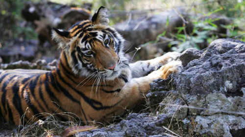 Bengal tiger lying down