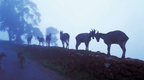 Image of Ibex standing on top of a wall