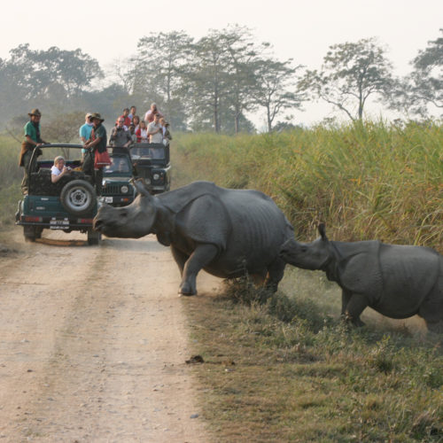 rhino in kaziranga