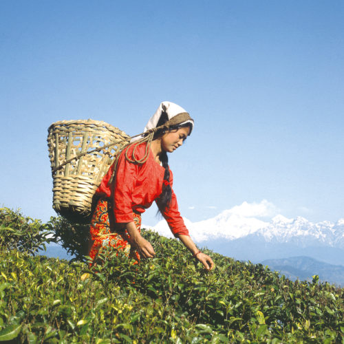 Woman picking tea leaves