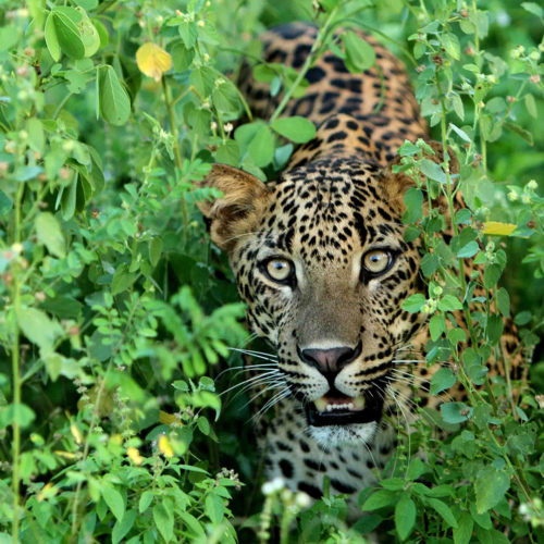 Leopard Safari