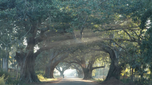 Walkway lined with trees