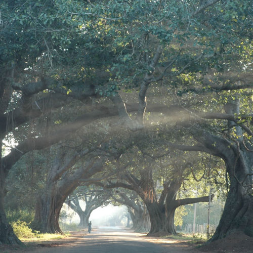 Walkway lined with trees