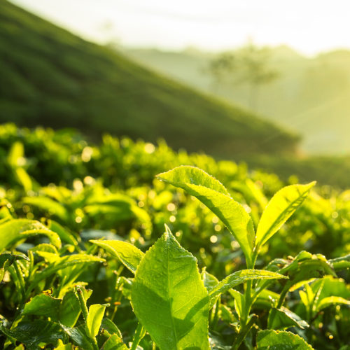 tea plantation at the tea bungalow