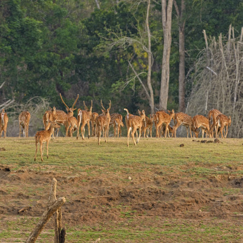 kabini national park