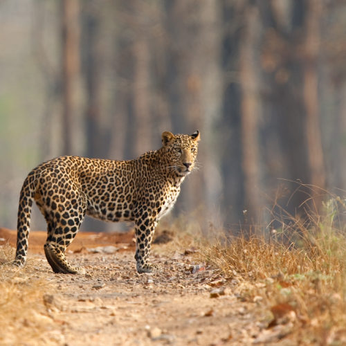 National Parks and Sanctuaries in India